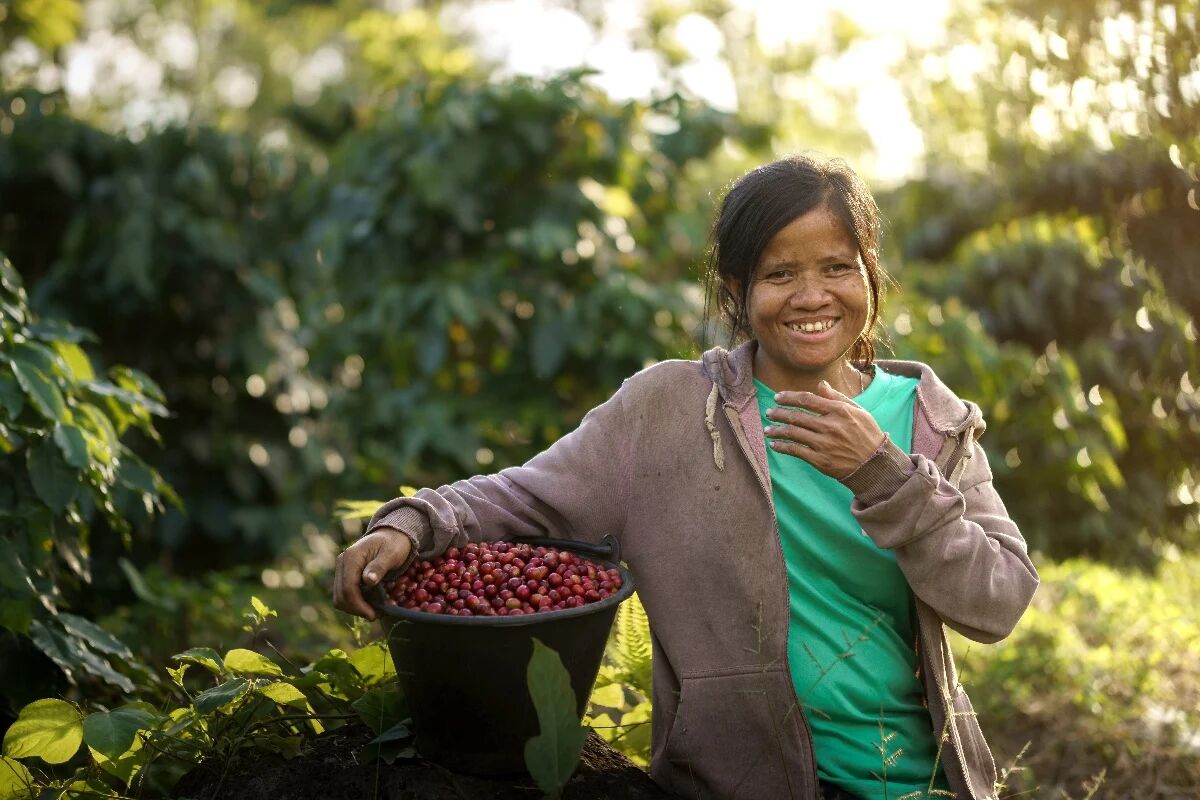 Bolaven Plateau Coffee - Photograph the ethnic charm of Laos’ coffee traditions”